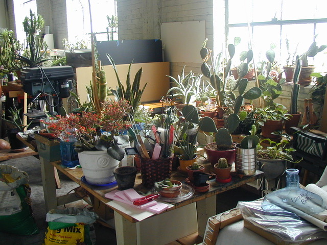 Morgan studio plants